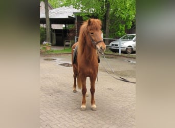 Caballos islandeses, Yegua, 12 años, 133 cm, Alazán