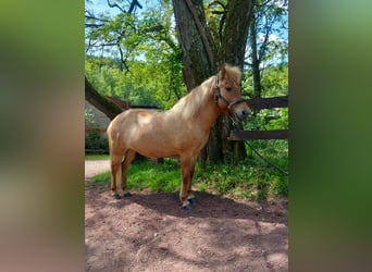 Caballos islandeses, Yegua, 12 años, 135 cm, Bayo