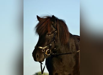 Caballos islandeses, Yegua, 12 años, 135 cm, Morcillo