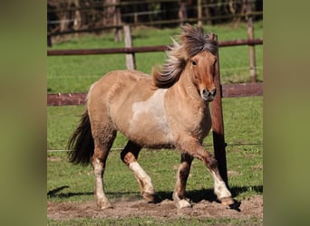Caballos islandeses, Yegua, 12 años, 136 cm, Pío