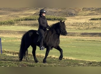 Caballos islandeses, Yegua, 12 años, 137 cm, Negro