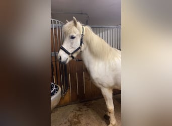 Caballos islandeses, Yegua, 12 años, 137 cm, Tordo