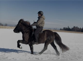 Caballos islandeses, Yegua, 12 años, 138 cm, Castaño