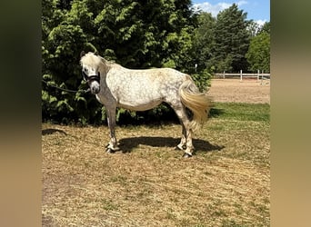Caballos islandeses, Yegua, 12 años, 138 cm, Tordo picazo