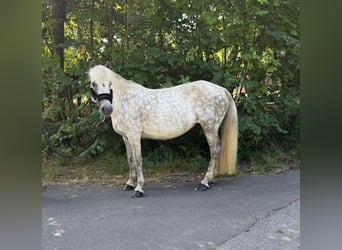 Caballos islandeses, Yegua, 12 años, 138 cm, Tordo picazo