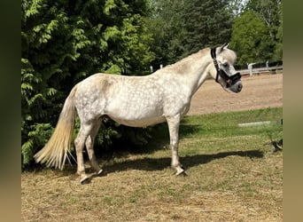 Caballos islandeses, Yegua, 12 años, 138 cm, Tordo picazo