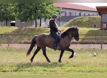 Caballos islandeses, Yegua, 12 años, 139 cm, Bayo