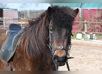 Caballos islandeses, Yegua, 12 años, 139 cm, Castaño