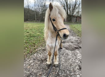 Caballos islandeses, Yegua, 12 años, 139 cm, Palomino