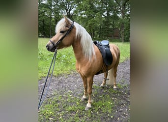 Caballos islandeses, Yegua, 12 años, 139 cm, Palomino