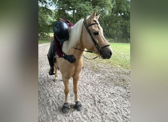 Caballos islandeses, Yegua, 12 años, 139 cm, Palomino