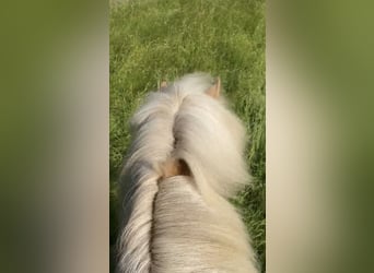 Caballos islandeses, Yegua, 12 años, 139 cm, Palomino