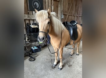 Caballos islandeses, Yegua, 12 años, 139 cm, Palomino
