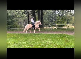 Caballos islandeses, Yegua, 12 años, 139 cm, Palomino