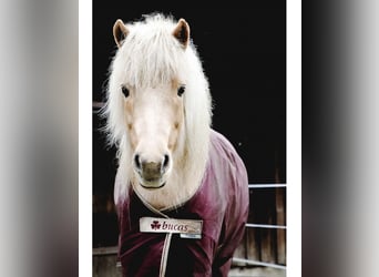 Caballos islandeses, Yegua, 12 años, 139 cm, Palomino