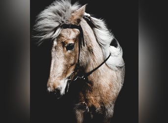 Caballos islandeses, Yegua, 12 años, 139 cm, Palomino