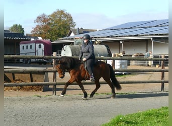 Caballos islandeses, Yegua, 12 años, 140 cm, Castaño