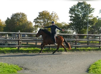 Caballos islandeses, Yegua, 12 años, 140 cm, Castaño