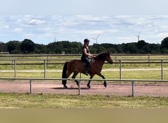 Caballos islandeses, Yegua, 12 años, 140 cm, Castaño