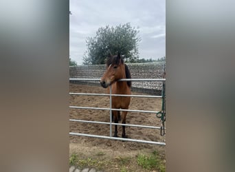 Caballos islandeses, Yegua, 12 años, 140 cm, Castaño