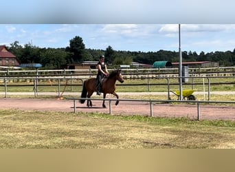 Caballos islandeses, Yegua, 12 años, 140 cm, Castaño