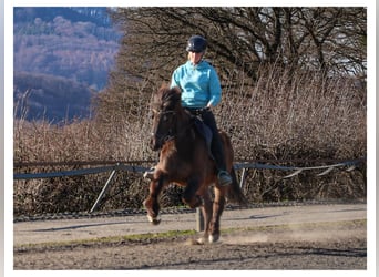 Caballos islandeses, Yegua, 12 años, 140 cm, Tordo