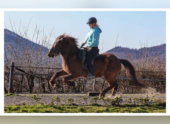Caballos islandeses, Yegua, 12 años, 140 cm, Tordo