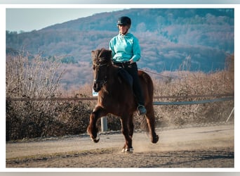 Caballos islandeses, Yegua, 12 años, 140 cm, Tordo