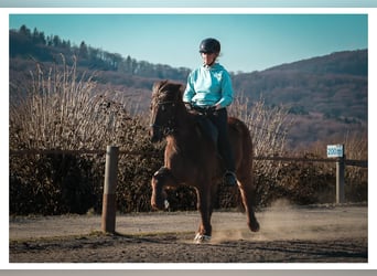 Caballos islandeses, Yegua, 12 años, 140 cm, Tordo