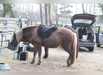 Caballos islandeses, Yegua, 12 años, 141 cm