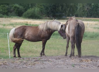 Caballos islandeses, Yegua, 12 años, 141 cm