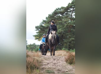 Caballos islandeses, Yegua, 12 años, 141 cm