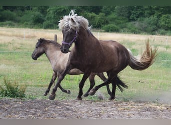 Caballos islandeses, Yegua, 12 años, 141 cm