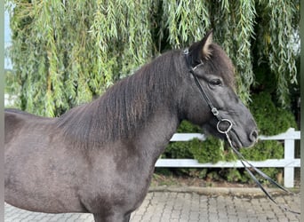 Caballos islandeses, Yegua, 12 años, 143 cm, Negro