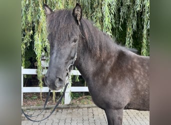 Caballos islandeses, Yegua, 12 años, 143 cm, Negro