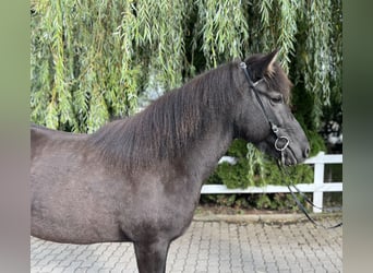 Caballos islandeses, Yegua, 12 años, 143 cm, Negro