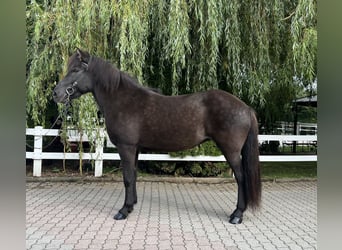 Caballos islandeses, Yegua, 12 años, 143 cm, Negro