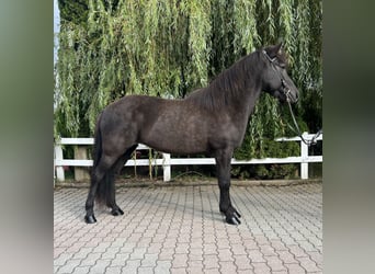 Caballos islandeses, Yegua, 12 años, 143 cm, Negro