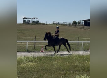 Caballos islandeses, Yegua, 12 años, 143 cm, Negro