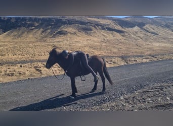 Caballos islandeses, Yegua, 12 años, 144 cm, Castaño