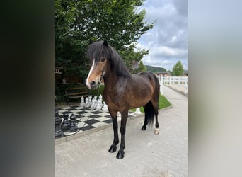 Caballos islandeses, Yegua, 12 años, 146 cm, Castaño