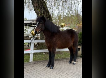 Caballos islandeses, Yegua, 12 años, 146 cm, Castaño