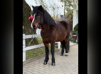 Caballos islandeses, Yegua, 12 años, 146 cm, Castaño