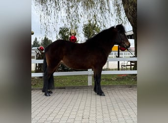 Caballos islandeses, Yegua, 12 años, 146 cm, Castaño