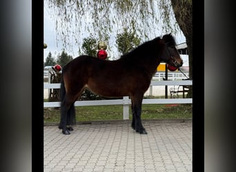 Caballos islandeses, Yegua, 12 años, 146 cm, Castaño