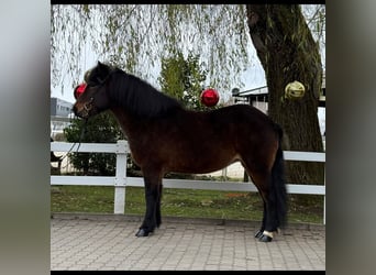 Caballos islandeses, Yegua, 12 años, 146 cm, Castaño