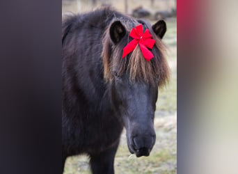 Caballos islandeses, Yegua, 13 años, 131 cm, Negro