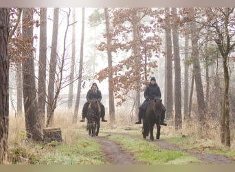 Caballos islandeses, Yegua, 13 años, 131 cm, Negro