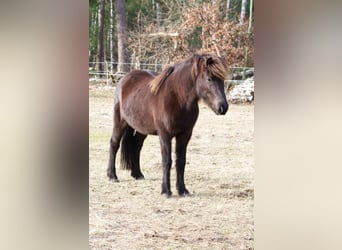 Caballos islandeses, Yegua, 13 años, 131 cm, Negro