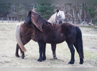 Caballos islandeses, Yegua, 13 años, 131 cm, Negro